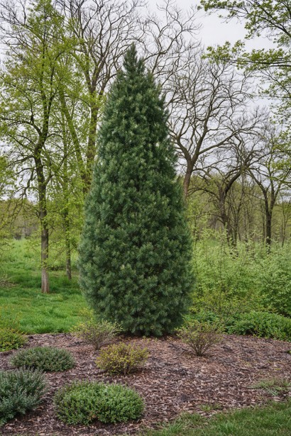 Сосна Стоу Піллар